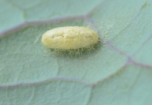 Solitary Cabbage White Parasitoid reference
