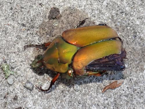 Green June Beetle reference