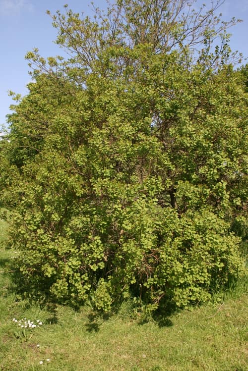 American Smoketree reference