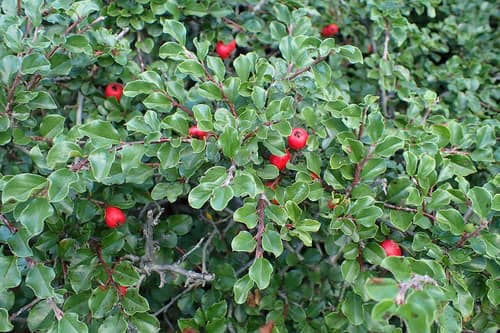 Cranberry Cotoneaster reference