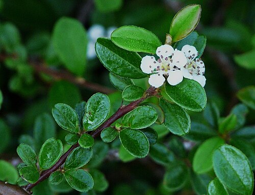 Bearberry Cotoneaster reference