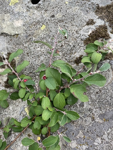 European Cotoneaster reference