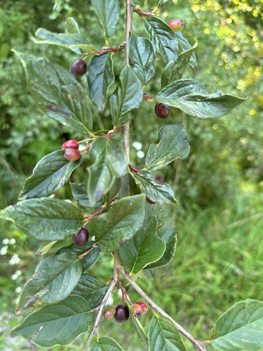 Shiny Cotoneaster reference