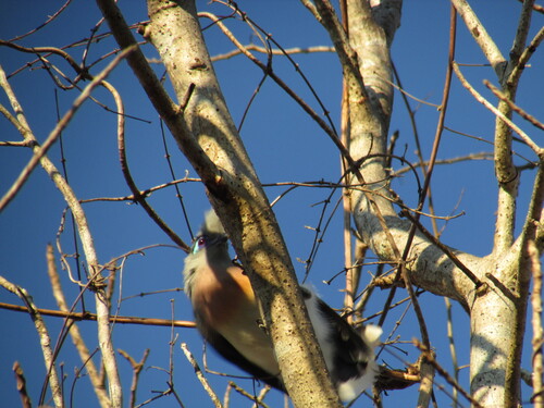 Crested Coua reference