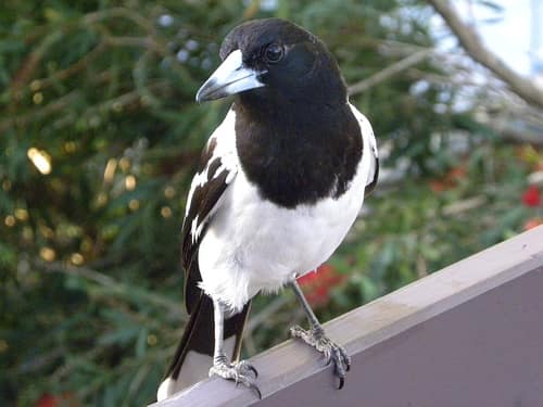 Pied Butcherbird reference