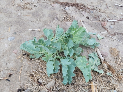 Sea Kale reference