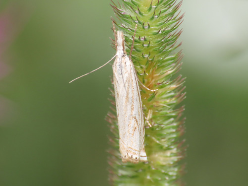 Hook-streaked Grass-veneer reference
