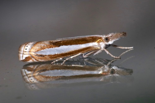 Silver-striped Webworm reference