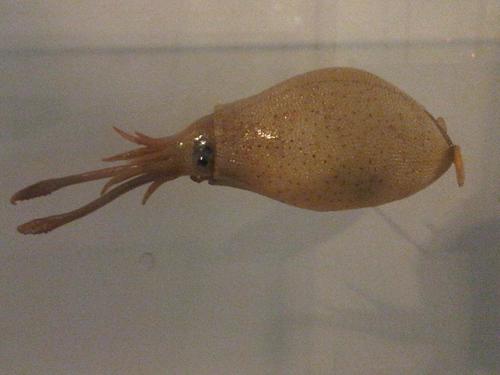Cockatoo Squid reference
