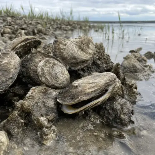 Eastern Oyster reference