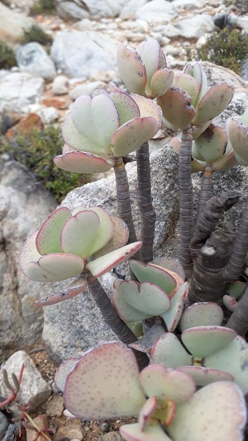 Silver Jade Plant reference