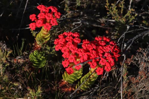 Red Crassula reference