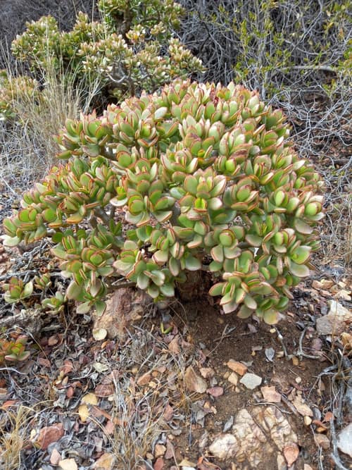 Jade Plant reference