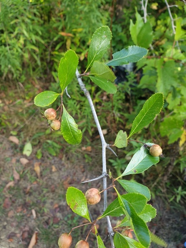 Cockspur Hawthorn reference