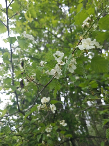 Downy Hawthorn reference