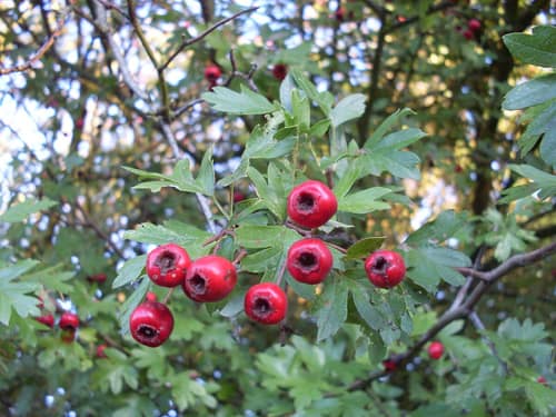 Common Hawthorn reference