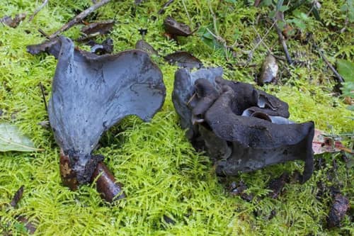 Black Chanterelle reference