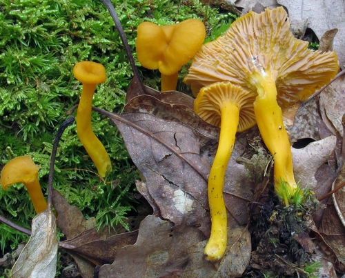 Flame Chanterelle reference