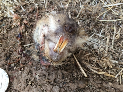 Yellow-faced Pocket Gopher reference
