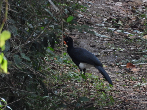 Red-billed Curassow reference