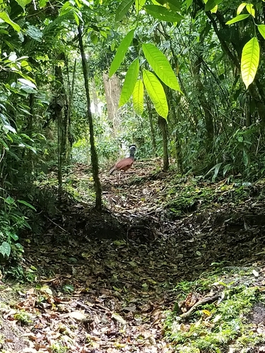 Great Curassow reference