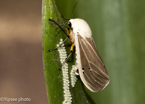 Transiens Tiger Moth reference