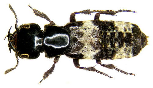 Hairy Rove Beetle reference
