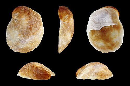 Spiny Slippersnail reference