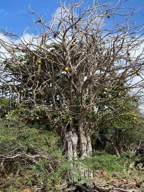 Calabash Tree reference