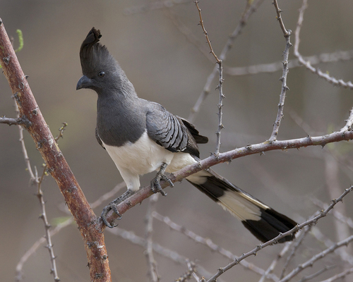 White-bellied Go-away-bird reference