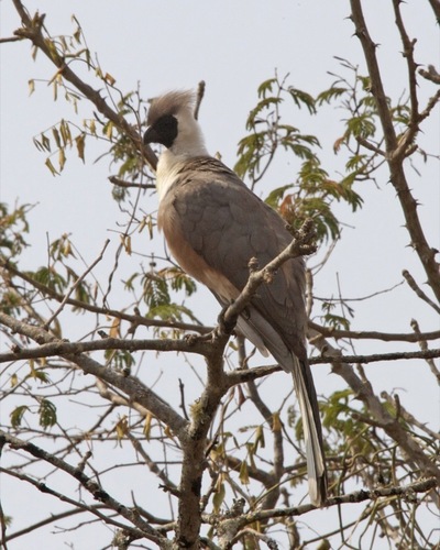 Bare-faced Go-away-bird reference