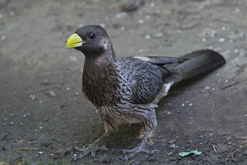 Western Plantain-eater reference