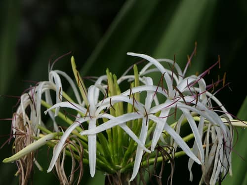 Giant Spider Lily reference