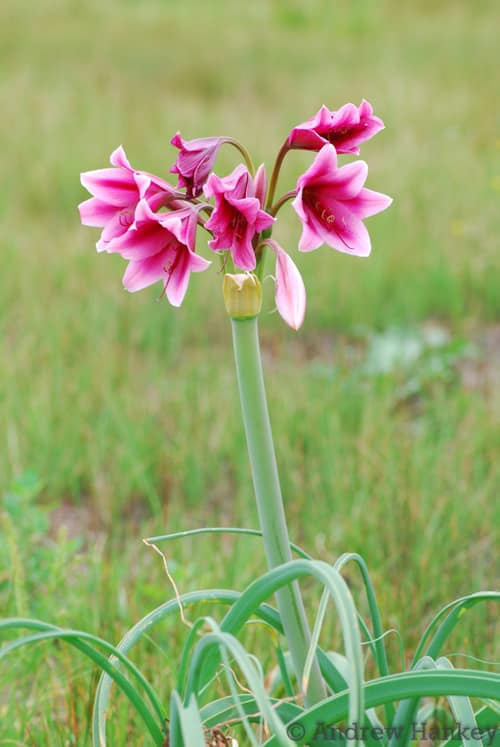 Orange River Lily reference