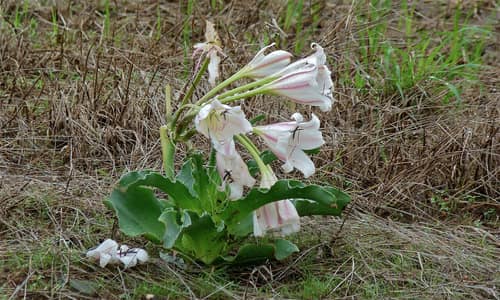 Sabie River Lily reference