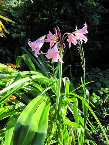 Swamp Lily reference