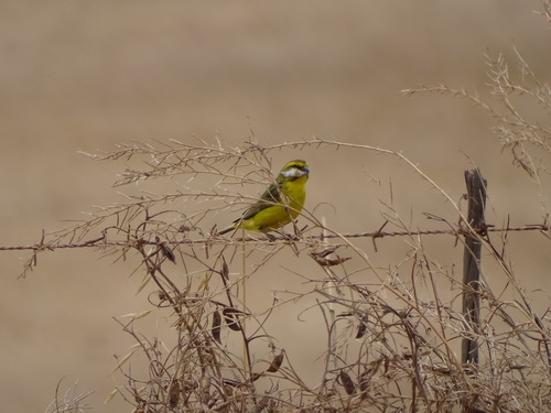 Yellow Canary reference