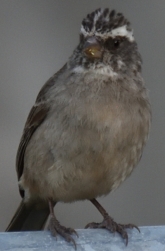 Streaky-headed Seedeater reference