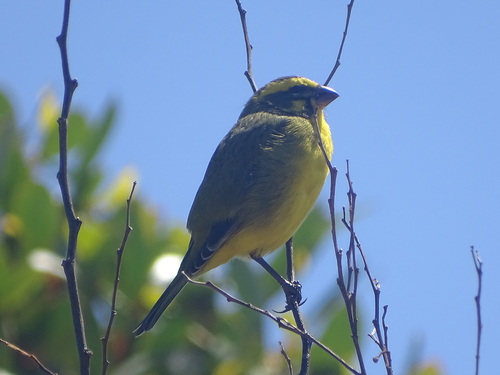 Brimstone Canary reference
