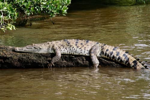 American Crocodile reference