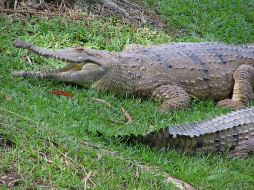 Freshwater Crocodile reference