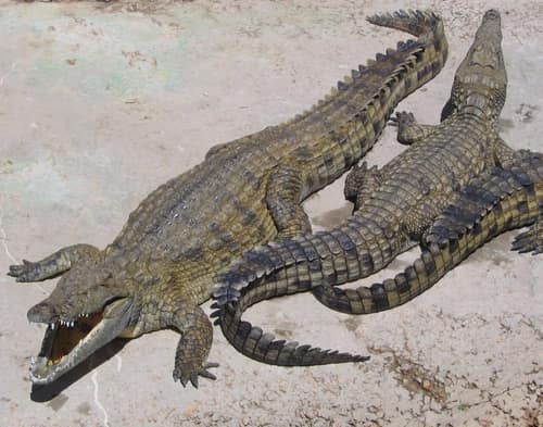 Nile Crocodile reference
