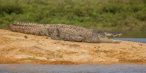 Mugger Crocodile reference
