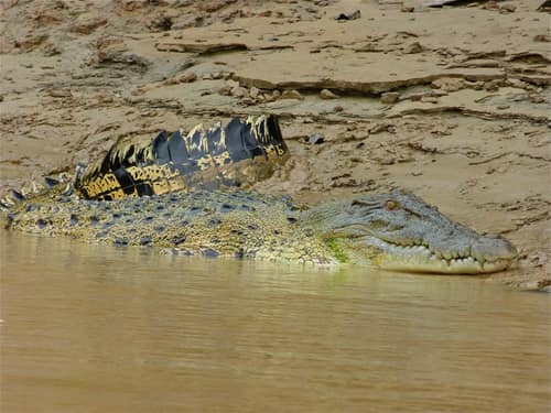 Saltwater Crocodile reference