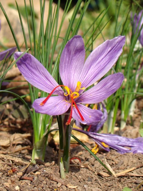 Saffron Crocus reference