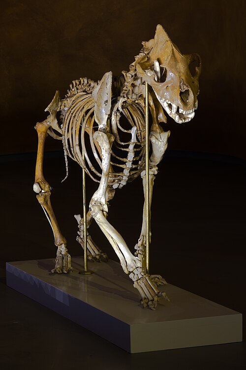 Steppe Hyena reference