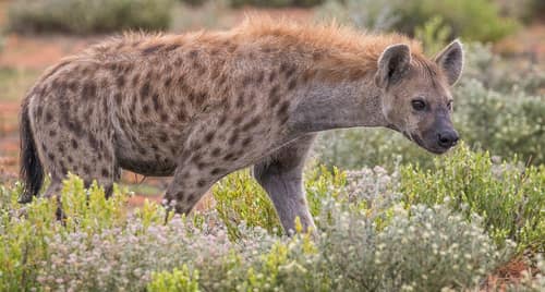 Spotted Hyena reference
