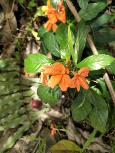 Firecracker Flower reference
