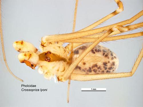 Tailed Cellar Spider reference