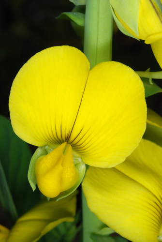 Showy Rattlebox reference